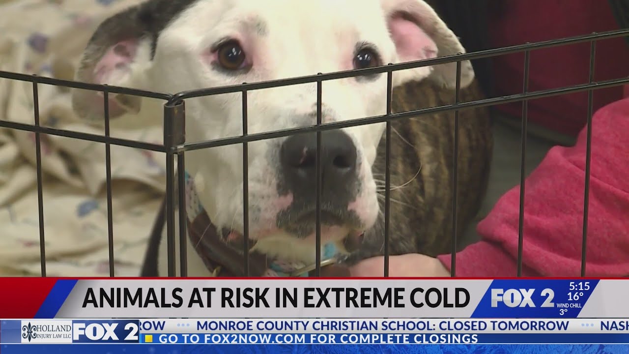 Extreme cold puts animals at risk