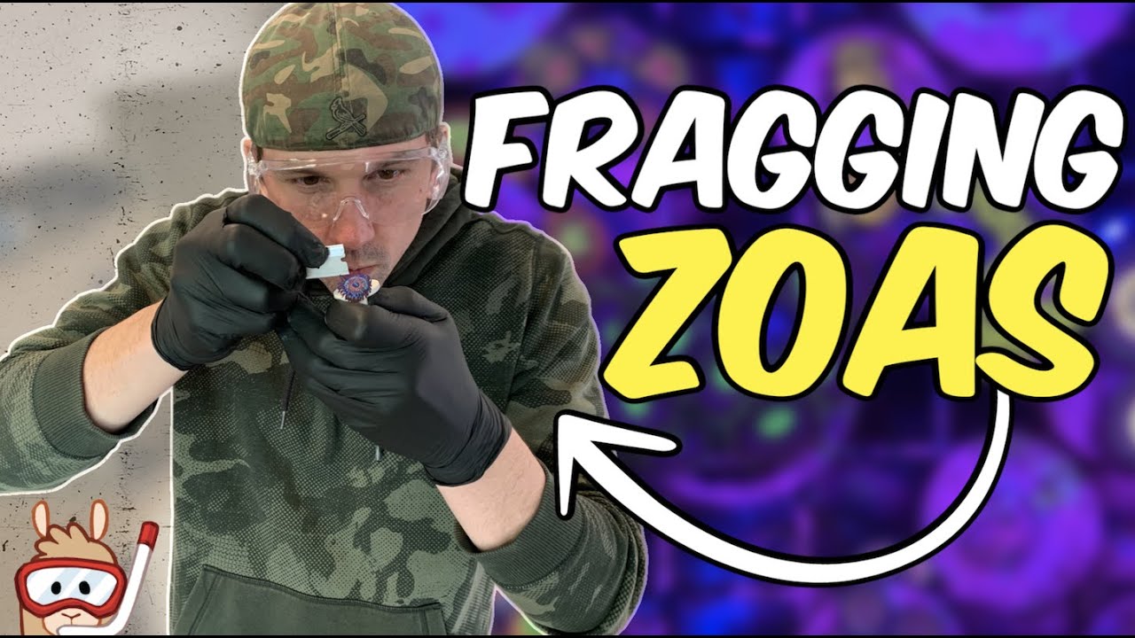 How I Frag Zoanthids - YouTube
