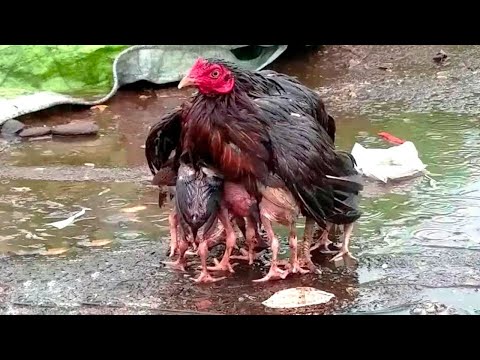 لو لم تصور الكاميرات هذه اللحظات لما صدقها أحد..مشاهد لا يمكن تكرارها سترونها لأول مرة!!