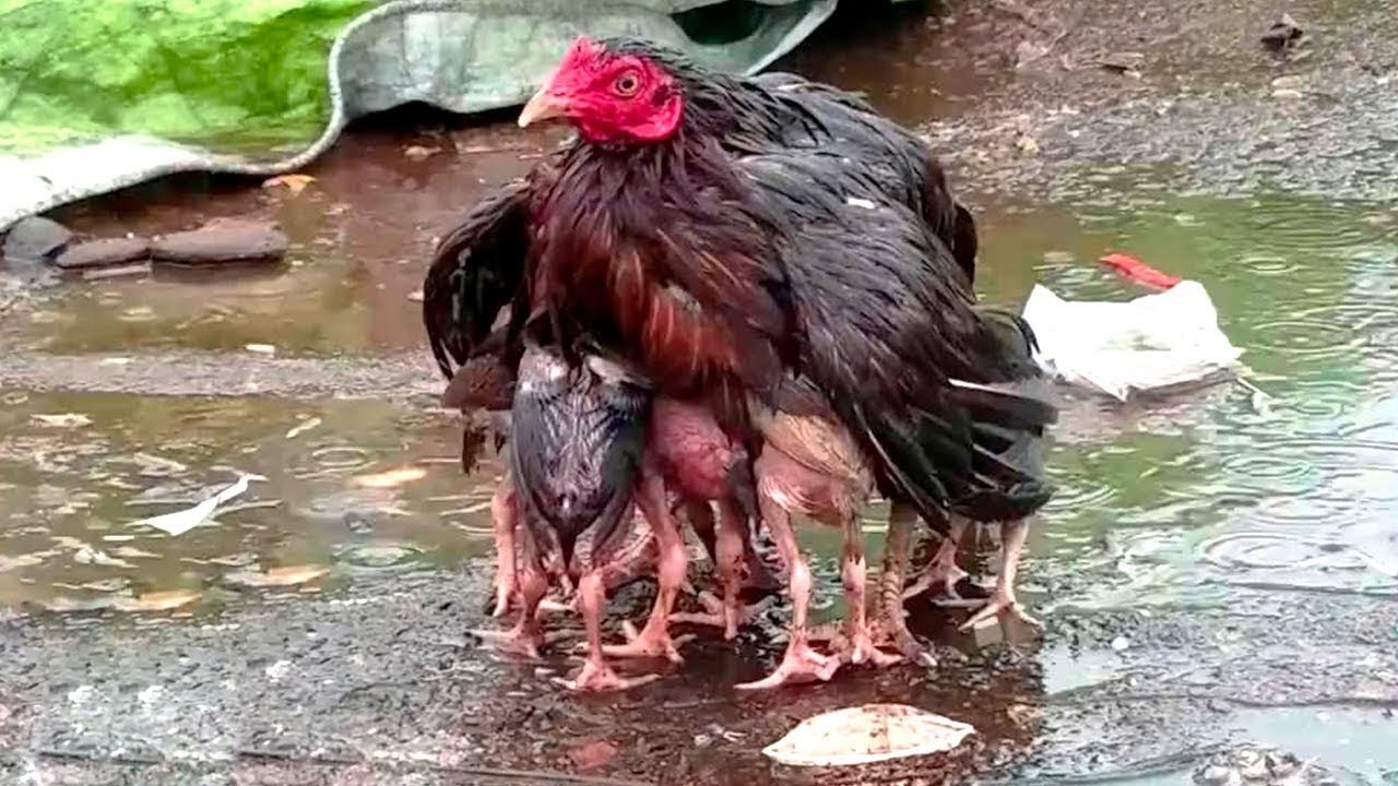 لو لم تصور الكاميرات هذه اللحظات لما صدقها أحد..مشاهد لا يمكن تكرارها سترونها لأول مرة!!