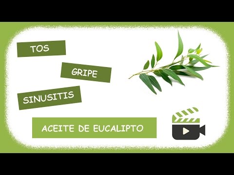 Aceite de eucalipto puro - Beneficios y Propiedades - ¿por qué comprar aceite de eucalipto?