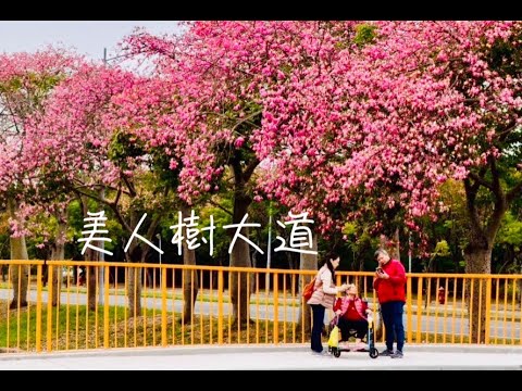 虎尾美人樹大道#【雲林景點】#【美人樹大道】#King#【光照我】#神的光已來到#拍照天堂#虎尾科技大學#台版日本目黑川#Yunlin#Floss-silk Tree#Silk Floss Tree
