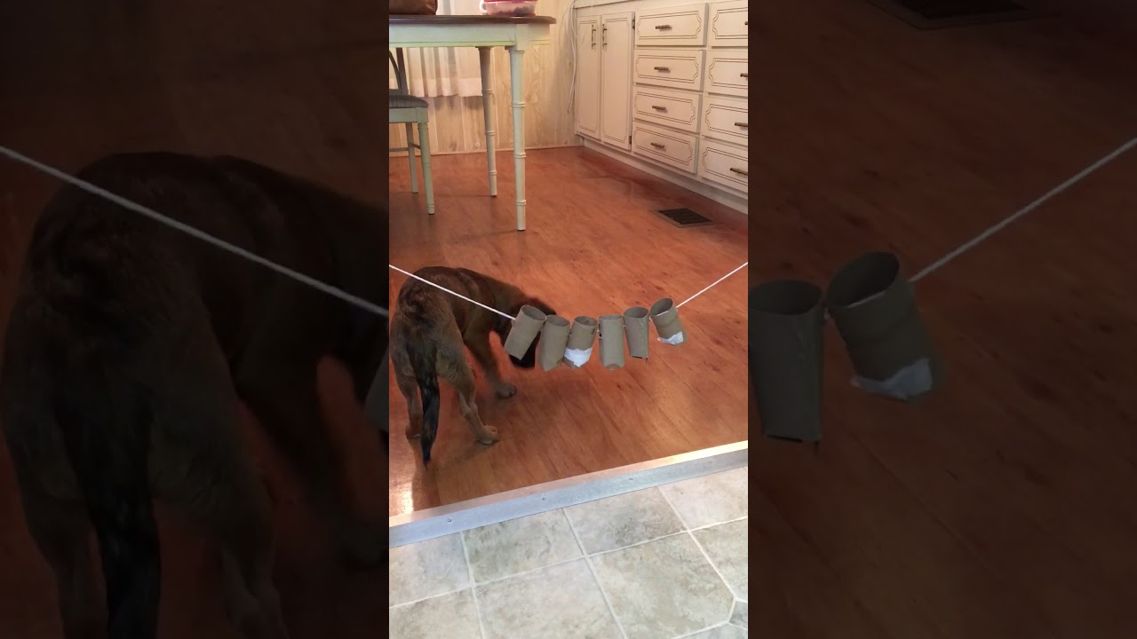 Pearls toilet paper roll food enrichment. This is so fun for your dog