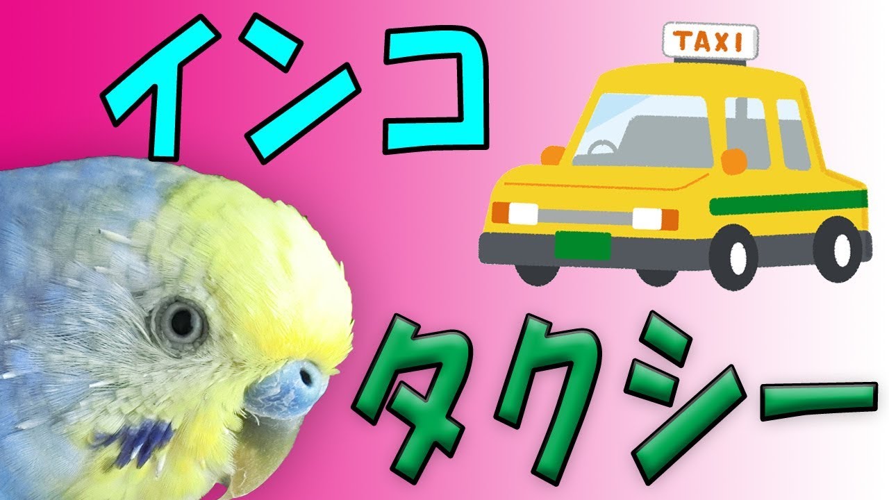 インコタクシー《16歳のご長寿おじいちゃんセキセイインコ愛ちゃん日記