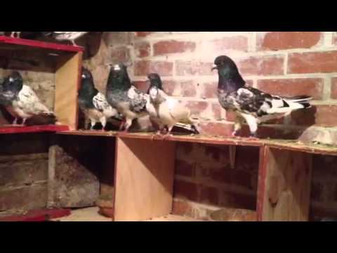 pakistani high flyers for sale youtube flyers for sale