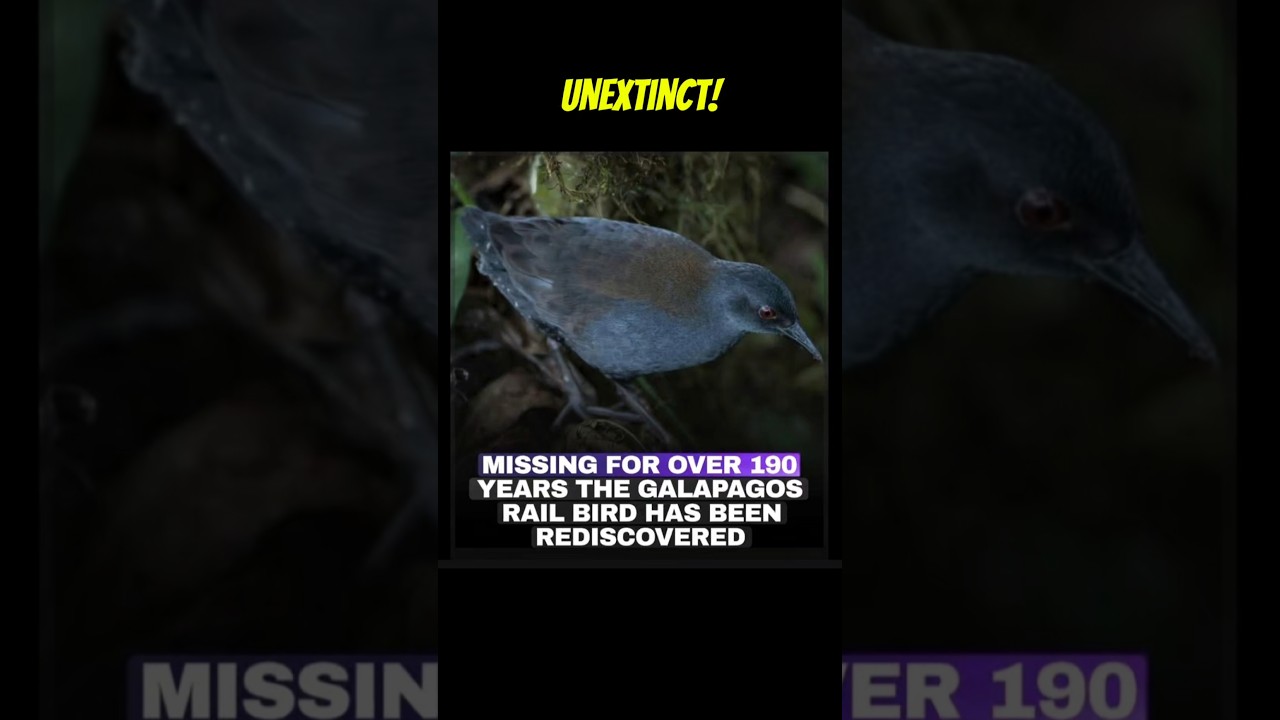 Extinct for 200 years...It's Back!