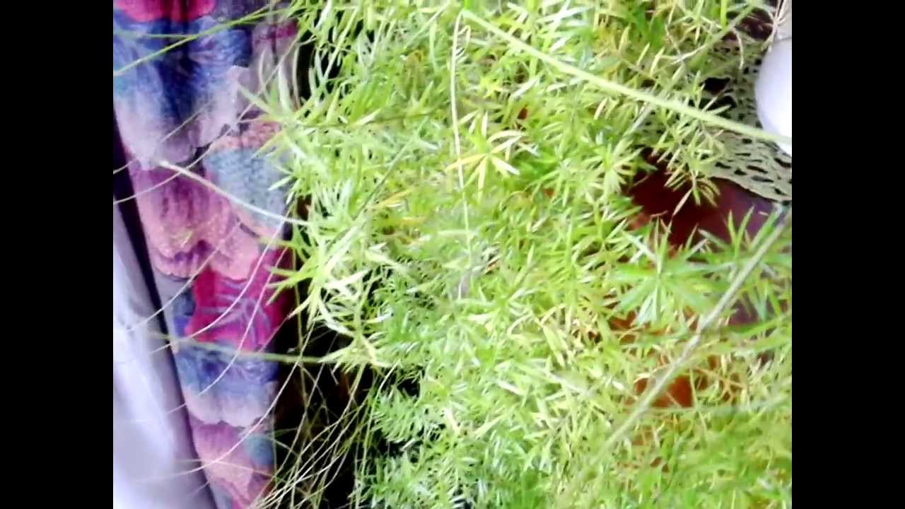 GIGABYTE GSmart Roma R2 Camera Test