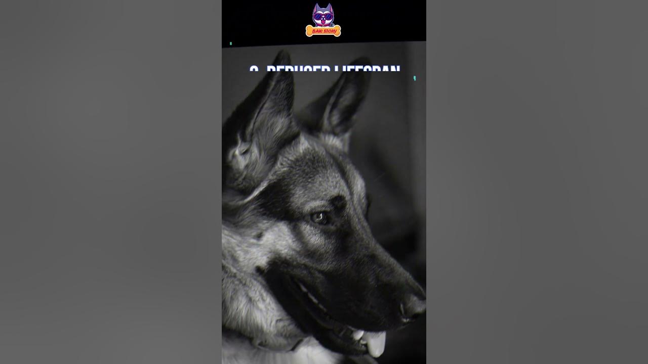 what-happens-when-you-overfeed-your-german-shepherd-dog-shorts