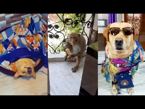 best dog🐕 comedy videos ever part-2🤣 | funny | viral video🔥 | Anant ...