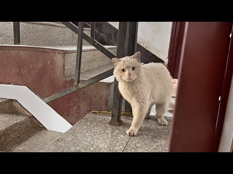Видео: Этот вежливый бездомный кот постучался в дверь,пытаясь попросить об усыновлении и стать частью семьи
