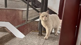This polite stray cat knocked on the door, trying to ask for adoption and become part of the family.