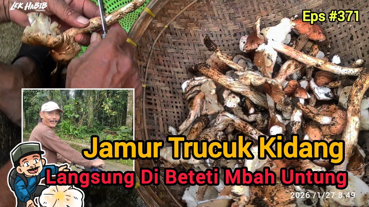 Terlalu Bahagia Mbah Untung Dapat Jamur Trucuk Kidang  Eps #371