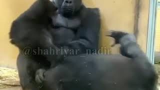 Meymunlarin Komik Sohbeti