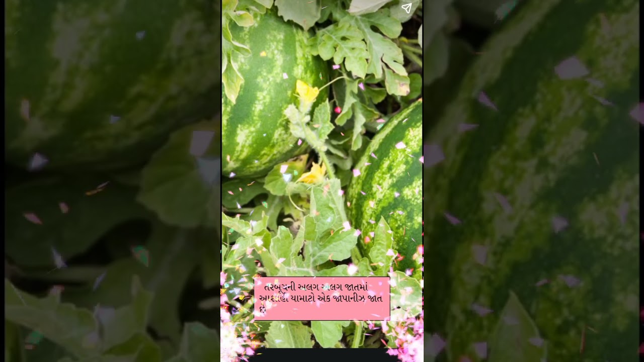 Learn about the types and varieties of watermelon 