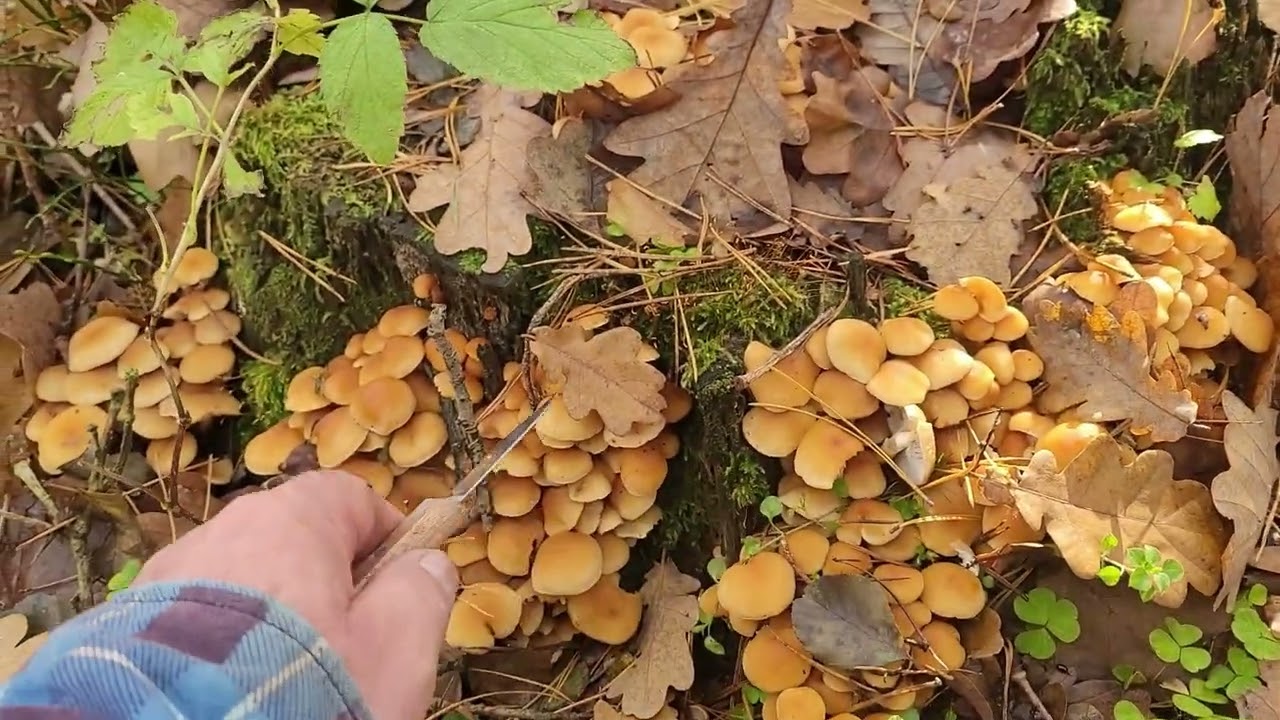 Czy czas już na opieńki, lada dzień?  