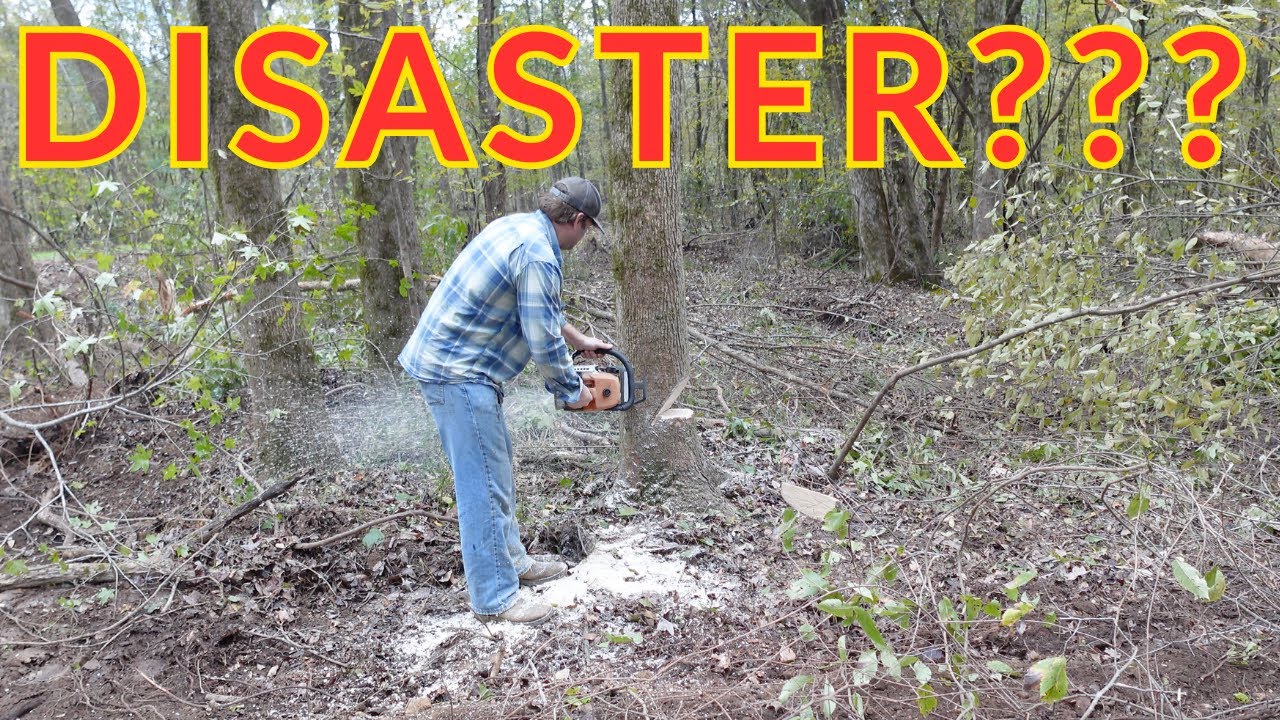 Felling Trees with no Wedges | Failure at the end - YouTube