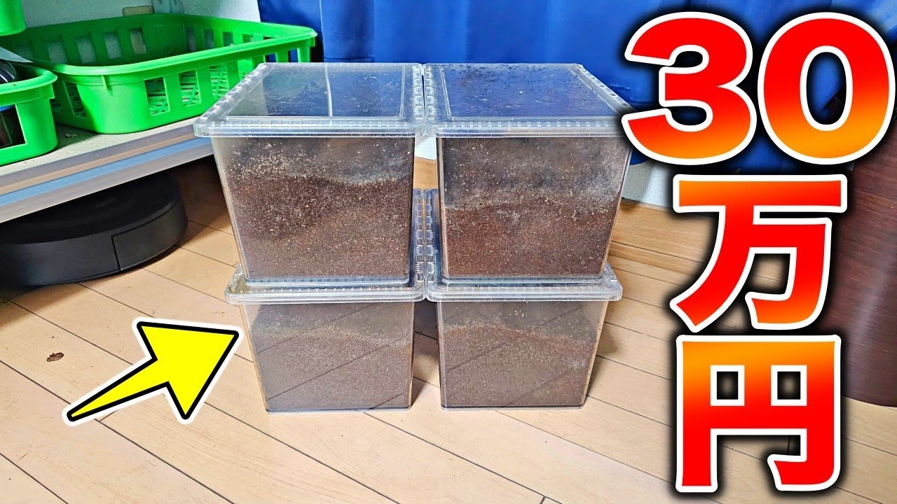 4年ぶりに入荷したミャンマーのミヤマクワガタの産卵セットを暴く