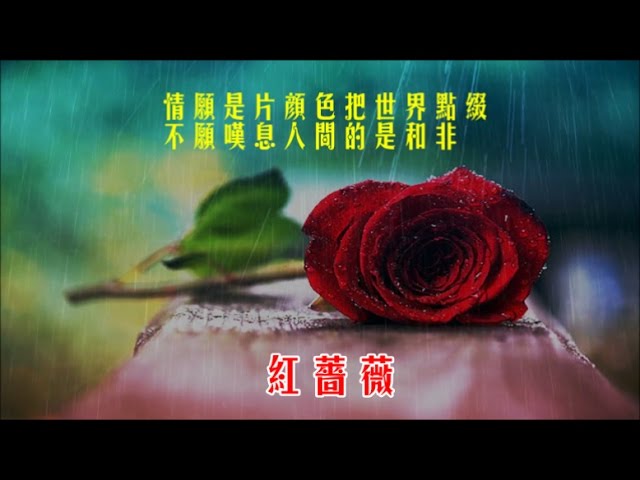 红蔷薇 侃侃 情願是片顏色把世界點綴 Youtube 红蔷薇 侃侃 情願是片顏色把世界點綴 Youtube