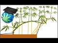 Training Cannabis Plant Branches - Bending Basics How To