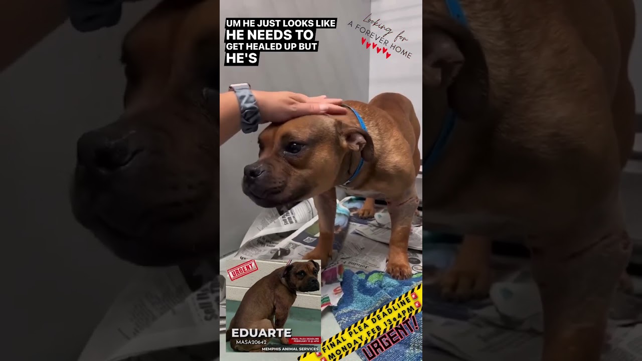 URGENT: Eduarte- #MASA20642 MEMPHIS ANIMAL SERVICES /DEADLINE IS Monday 2/13/23 @4pm #adoptdontshop adlı videoyu YouTube'da izle URGENT: Eduarte- #MASA20642 MEMPHIS ANIMAL SERVICES /DEADLINE IS Monday 2/13/23 @4pm #adoptdontshop adlı videoyu YouTube'da izle