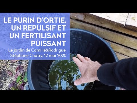 Vidéo: Identification des orties : conseils sur l'herbicide et la lutte biologique contre les orties