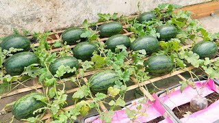 Growing watermelon in a bag with only soil for beginners | Big and sweet fruit