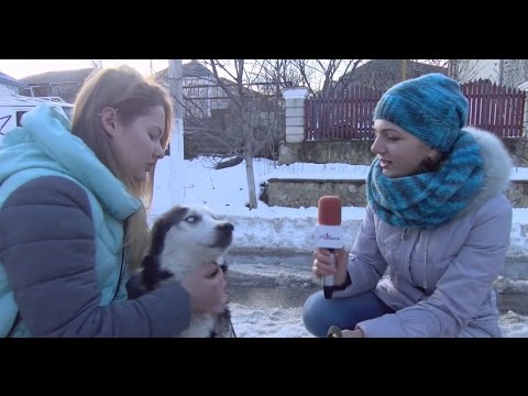 видео: Пропавший пес вернулся домой