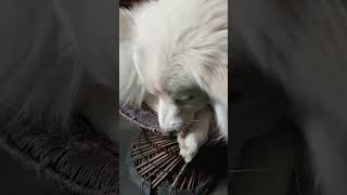 Japanese spitz care full