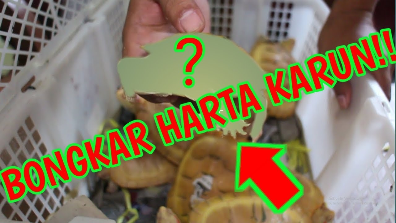 UNBOXING KURA-KURA RATUSAN JUTA! - YouTube