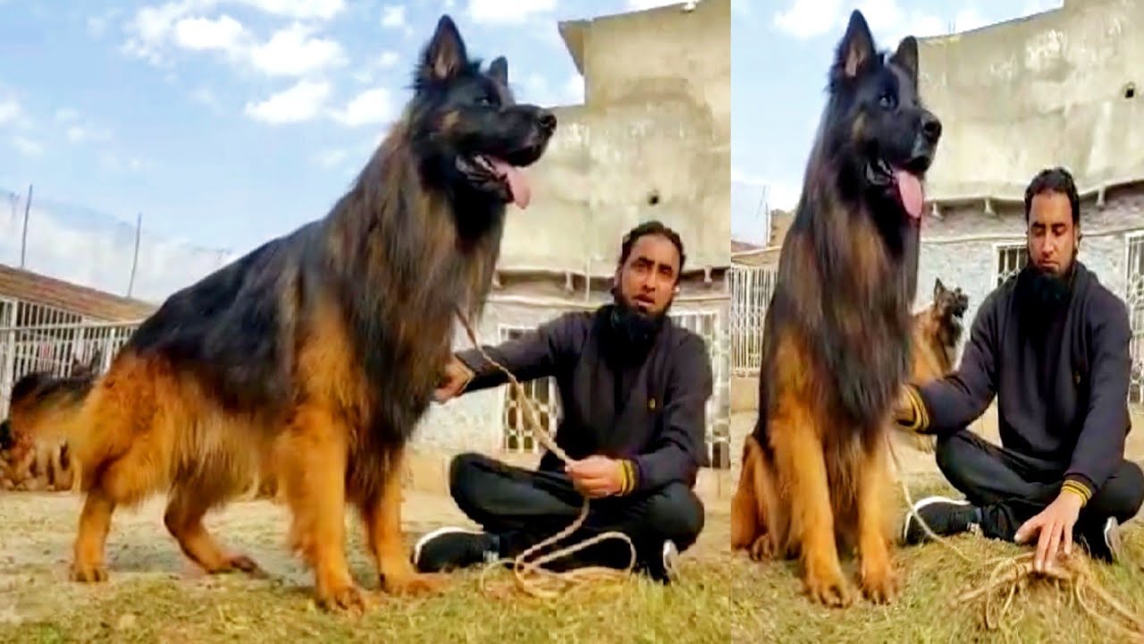 1 Biggest German Shepherd Male Dog 5 GSD Female Dogs Hsn Entertainment 1 Biggest German Shepherd Male Dog 5 GSD Female Dogs Hsn Entertainment