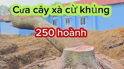 Cưa cây xà cừ khủng 250 hoành