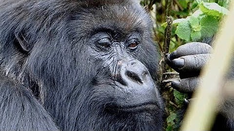 From "Gorillas in the Mist" to Gorillas in the Cloud