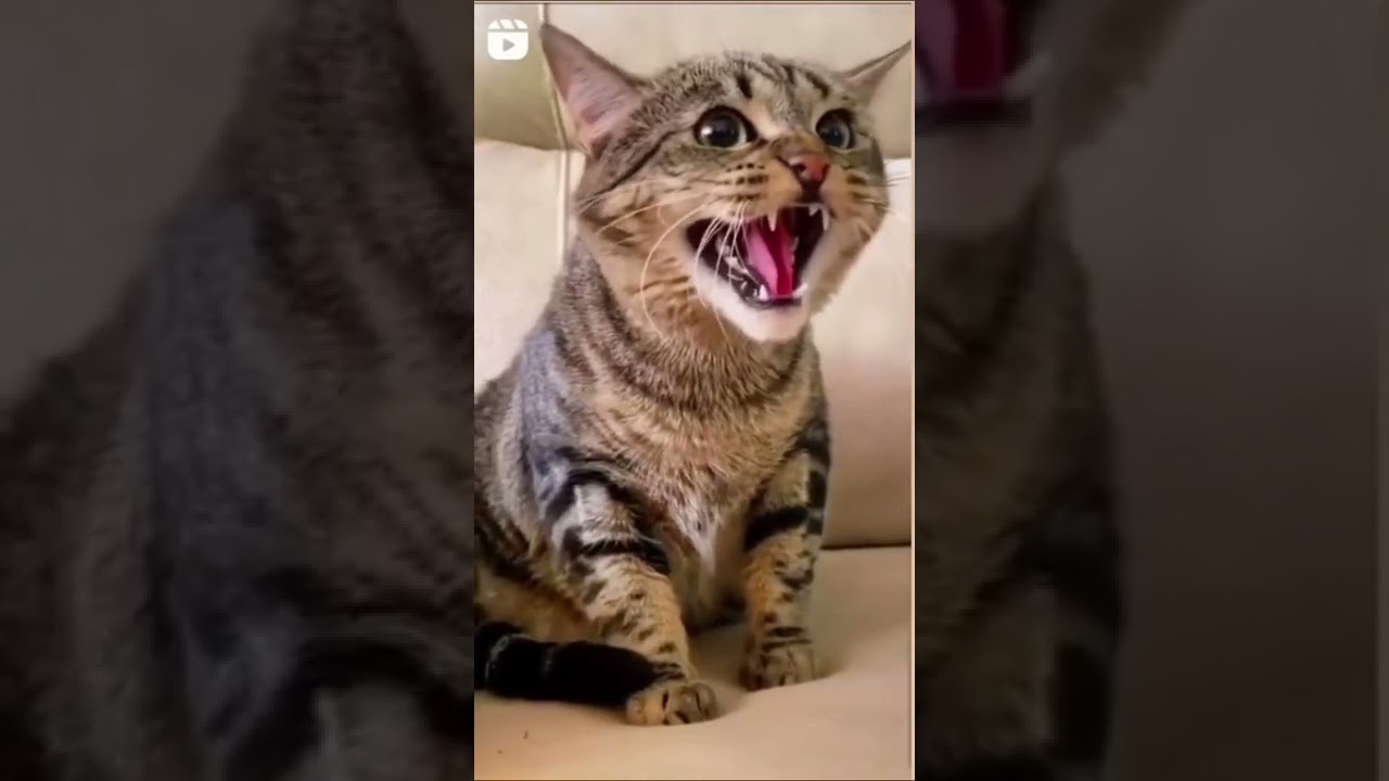 ⁣smiješne mačke - video snimci smijeha mačaka - smijeh smiješnih mačaka - smijeha - smijeha - mačaka