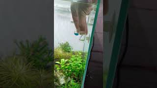 Adding CO2 checker to 60cm Dutch Style Aquarium