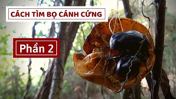 TÌM BỌ CÁNH CỨNG | Phần 2