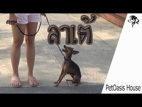 วีดีโอ: วิธีให้อาหารลูกสุนัขพินเชอร์