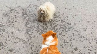 I came across a dirty stray dog with my Corgi,it kept a distance,eyeing the clean pet dog with envy!