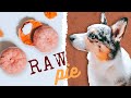 Festive Pumpkin Pie Treats Your Raw Fed Dog Will Love!