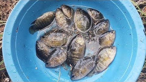 CÂU CÁ RÔ BIỂN RỪNG TRÀM,LOÀI CÁ MUỐN TUYỆT CHỦNG  NGOÀI TỰ NHIÊN // FISHIG IN THE RIVER