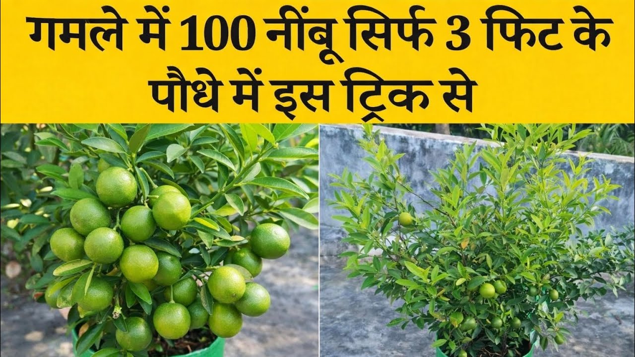 गमले में 100 नींबू सिर्फ 3 फीट के पौधे में | यह ट्रिक जरूर जानें 🍋