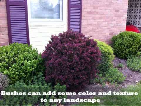 Bushes & Shrubs