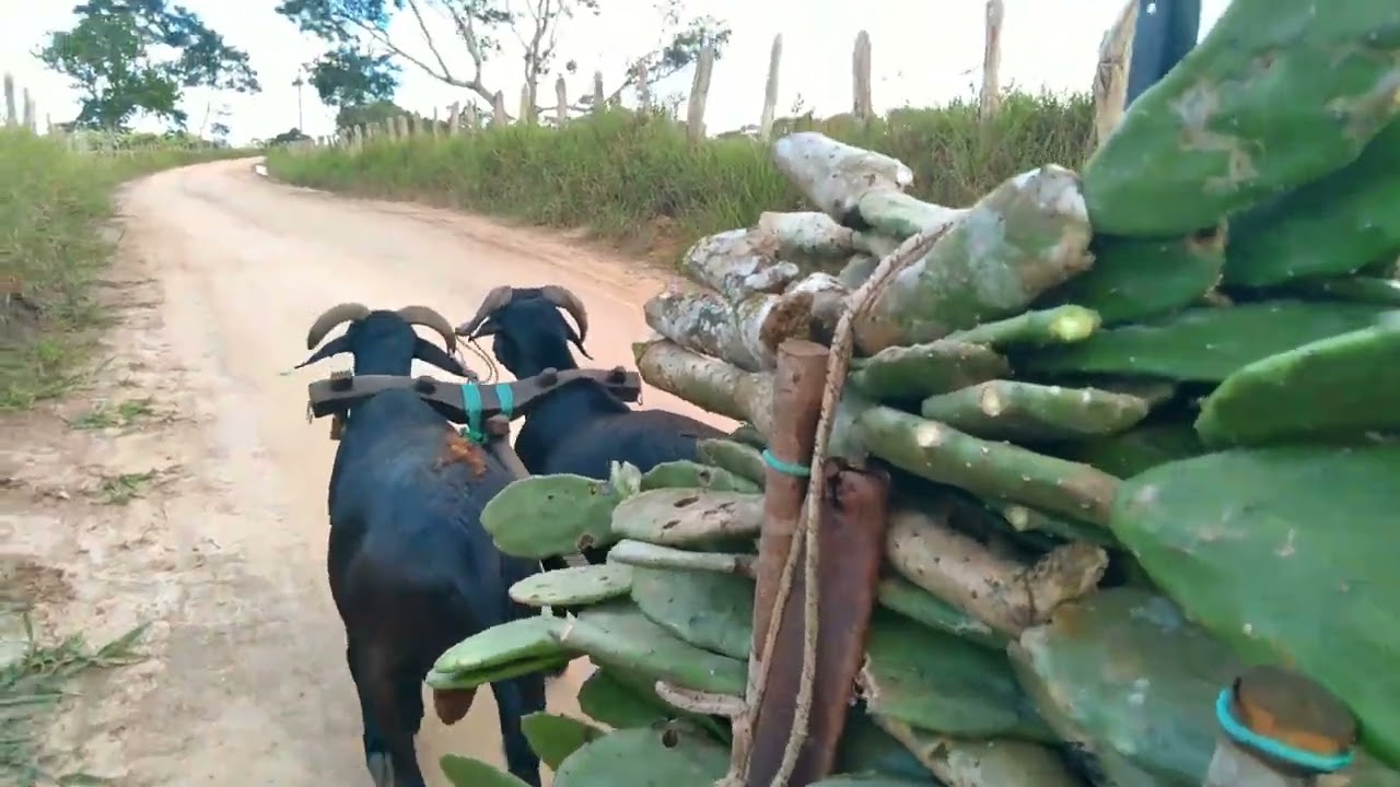 carregando palma com os carneiros