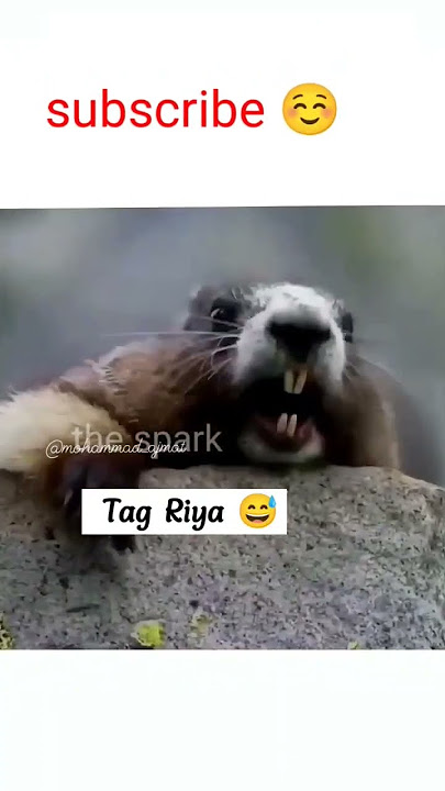 tag riya, riya funny name, riya, name, riya funny video, riya name, #youtubeshorts, funny video