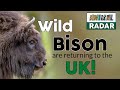 Wild Bison are returning to the UK!