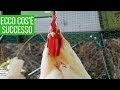 IL GALLOðŸ”HA UCCISO IL MIO CONIGLIO ðŸ°