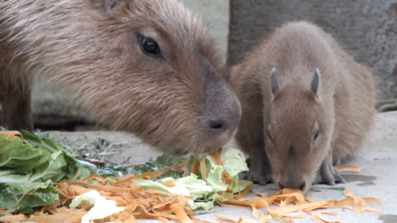 kawaii emoticons Baby Capybara and mom. 50 days after birth.カピバラ親子。生後５０日。