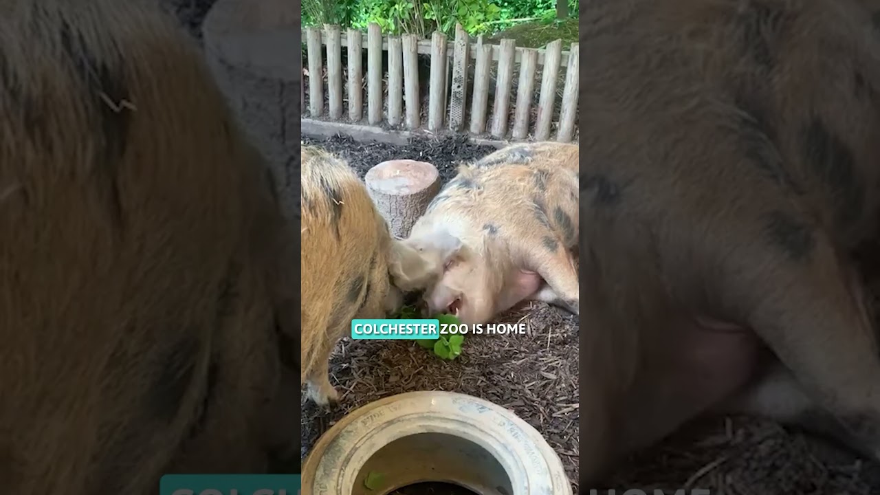 The Top 10 Most Visited Zoos in the UK Part 2