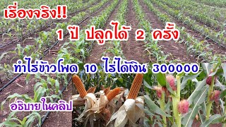 ปลูกข้าวโพด 10ไร่ได้เงินแสน ดูรายละเอียดในคลิป #ปลูกข้าวโพด#ข้าวโพดเลี้ยงสัตว์#