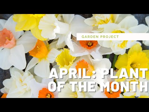 Video: Tulips, Daffodil, Hyacinths Pagkatapos Ng Paglilinis