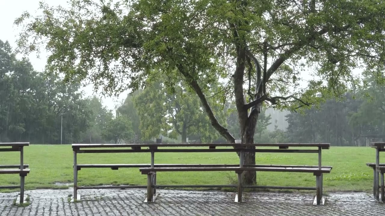 Soothing Rain on Park Bench Under a Big Tree with Relaxing Music | Relief Stress Immediately